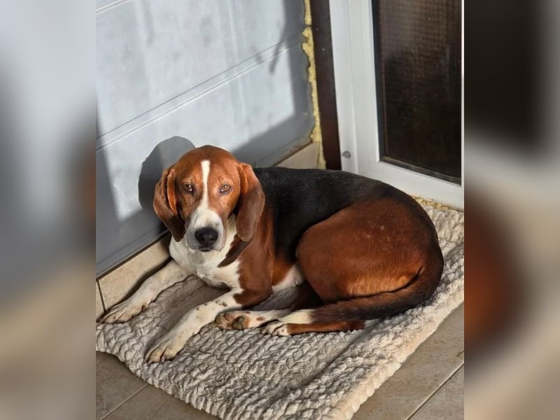 Tilly Jagdhund Mix mit großem Herz ❤️