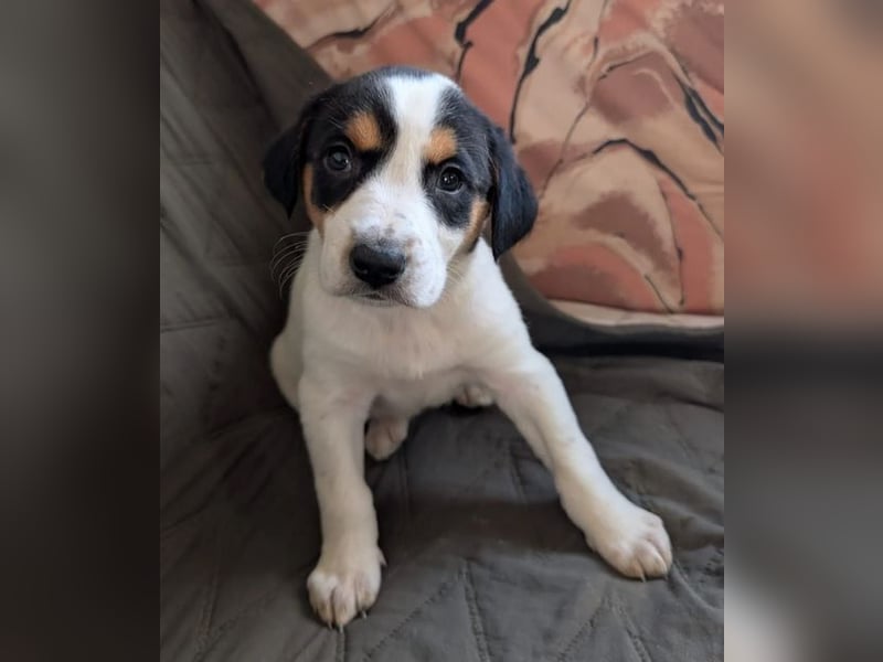 Feli – ein junger Anfang 