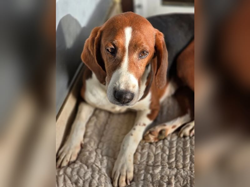 Tilly Jagdhund Mix mit großem Herz ❤️