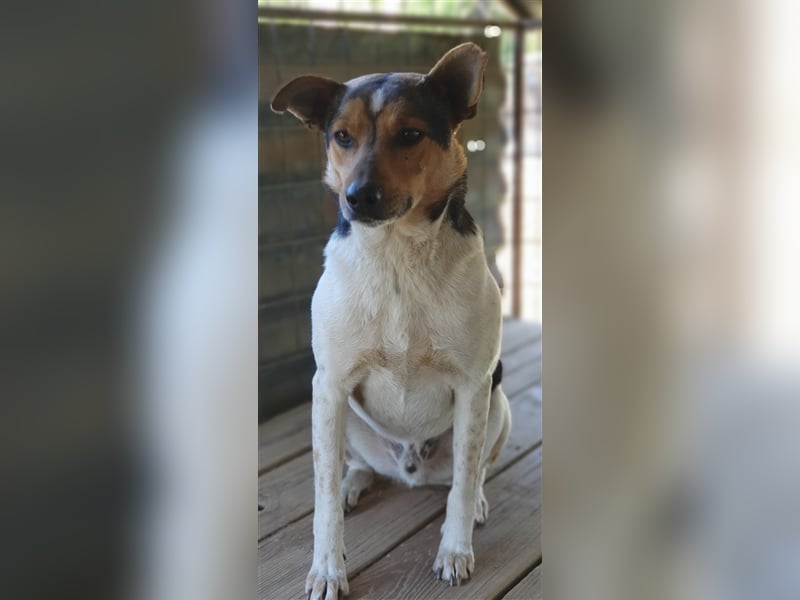 Spike  (Santuhalm-Shelter Rumänien)