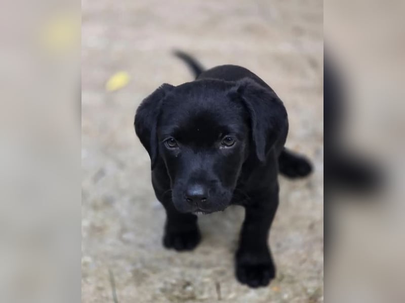 Colin – fröhlicher kleiner Hundejunge 