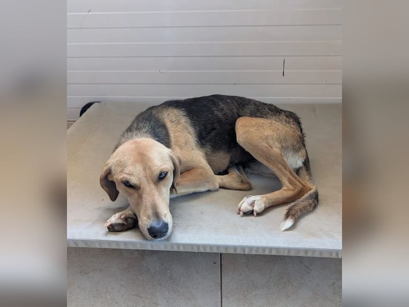 Ivy – sanfte Hündin mit großem Wunsch zu gefallen 