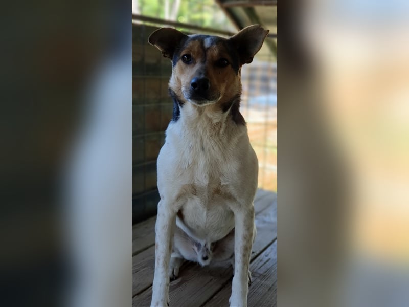 Spike  (Santuhalm-Shelter Rumänien)