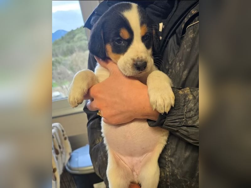 Feli – ein junger Anfang 