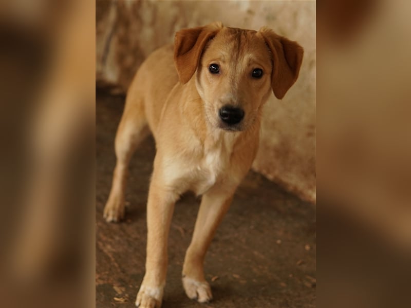 Boston, geb. ca. 07/2023, lebt in GRIECHENLAND, auf einer privaten Pflegestelle