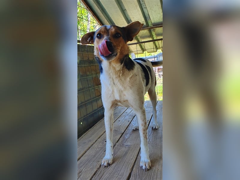 Spike  (Santuhalm-Shelter Rumänien)