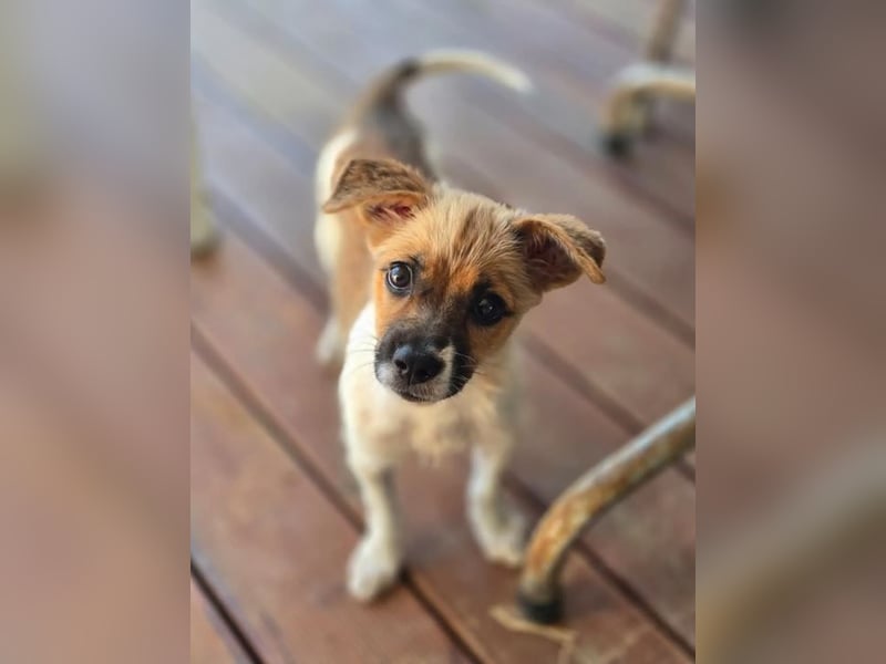 Mavy – kleine Maus mit ganz viel guter Laune ❤️