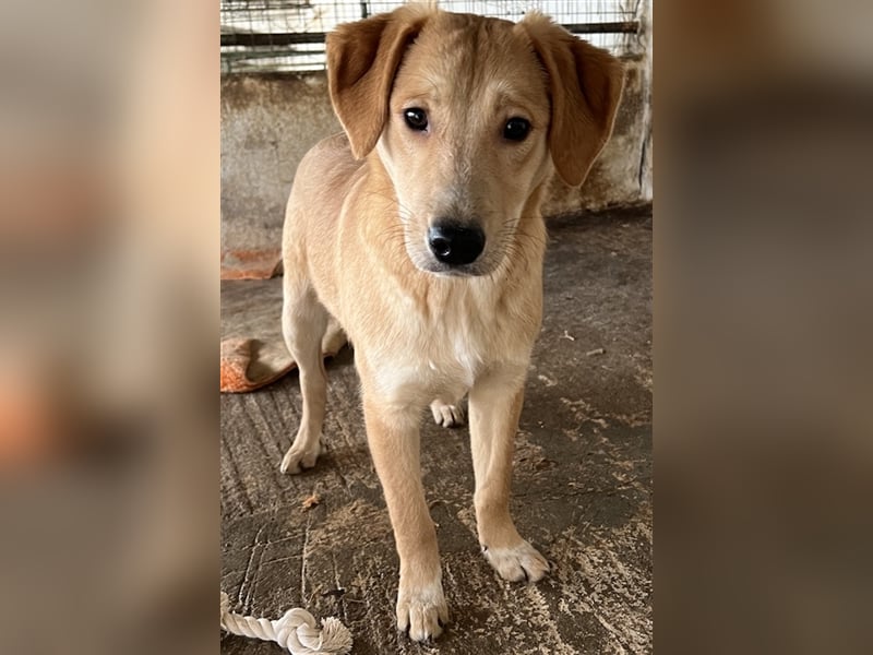 Boston, geb. ca. 07/2023, lebt in GRIECHENLAND, auf einer privaten Pflegestelle