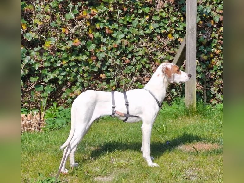 Cloe – zarte Jagdhund Mischlingshündin  Bereits auf PS in DE!