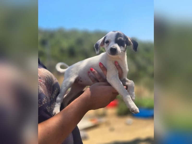Pippa – kleines Welpenmädchen zum Verlieben!