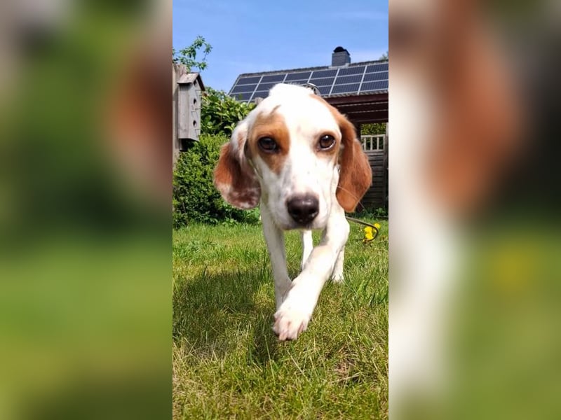 Cloe – zarte Jagdhund Mischlingshündin  Bereits auf PS in DE!
