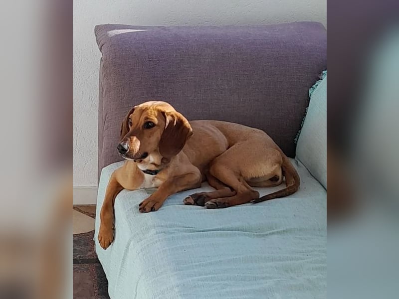 Missy – loyale Partnerin sucht ihre Lieblingsmenschen 