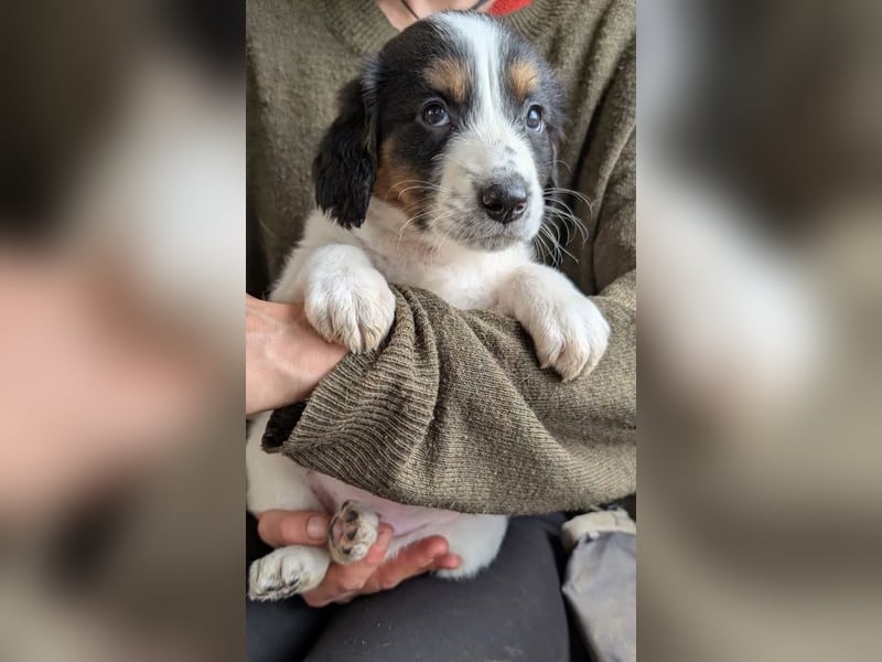 Franz – ein junger Rüde am Beginn seines Weges 