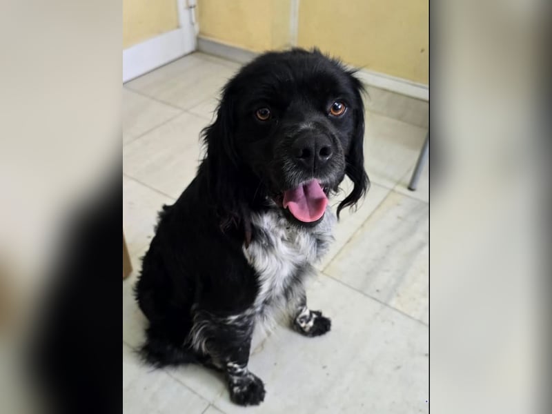 Brook – feiner Beobachter mit großem Herz 