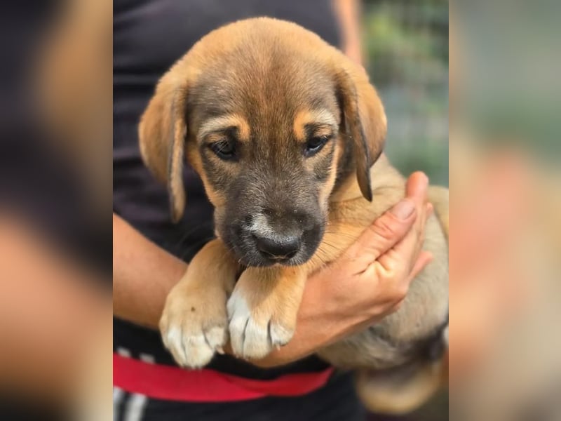 Quintus – charmanter Hundejunge 