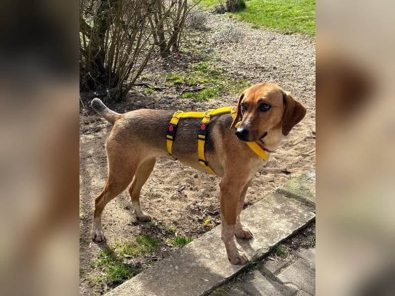 Teela – neugierige, soziale und freundliche Hündin - bereits auf PS in DE!