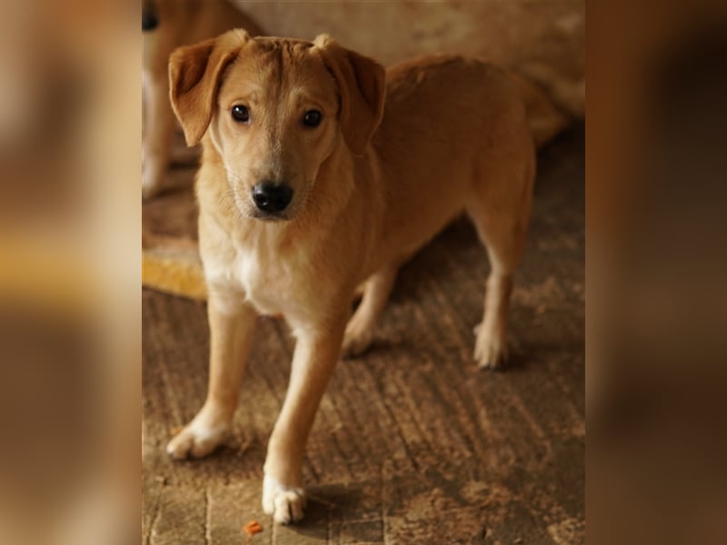 Boston, geb. ca. 07/2023, lebt in GRIECHENLAND, auf einer privaten Pflegestelle