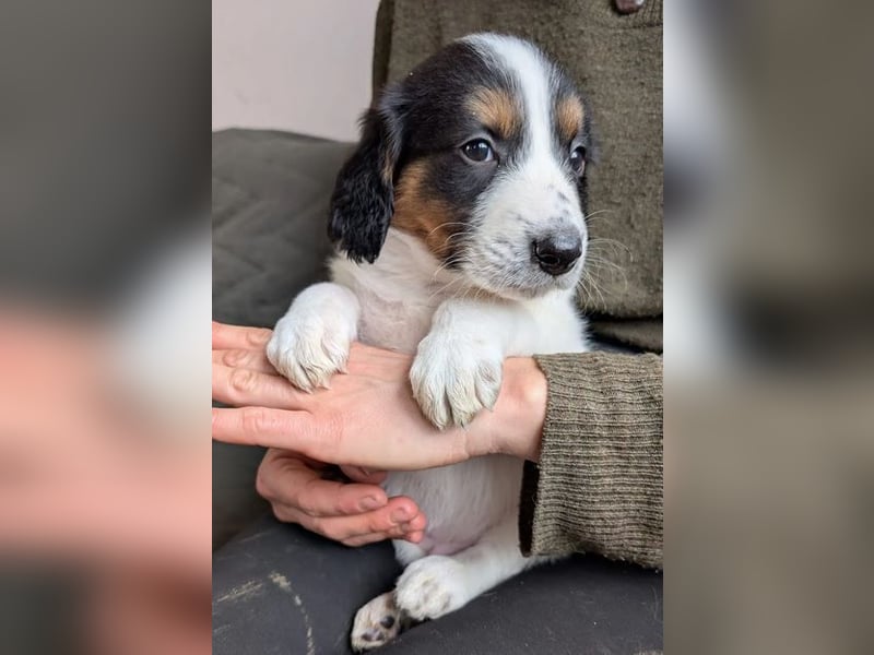 Franz – ein junger Rüde am Beginn seines Weges 