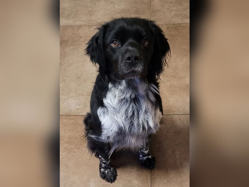 Brook – feiner Beobachter mit großem Herz, bereits auf PS in DE!