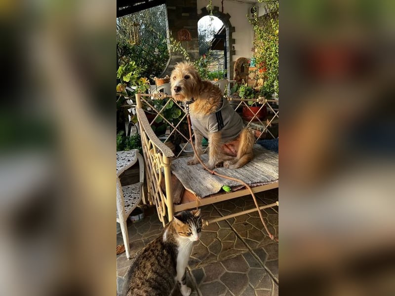 Anni - freundliches Wuschelmädchen 