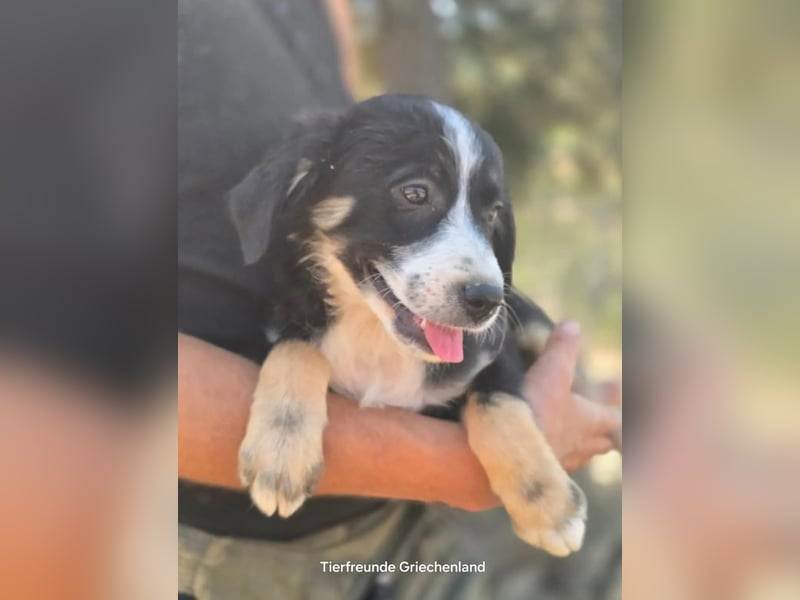 Scooby – kleiner Herzensbrecher ❤️