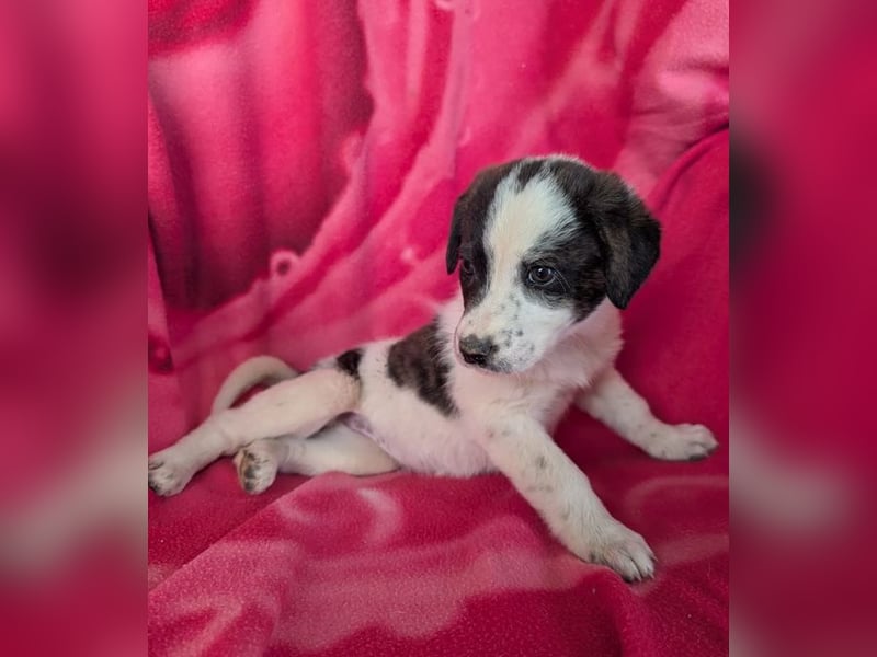 Lotti – zuckersüßes Hundemädchen 