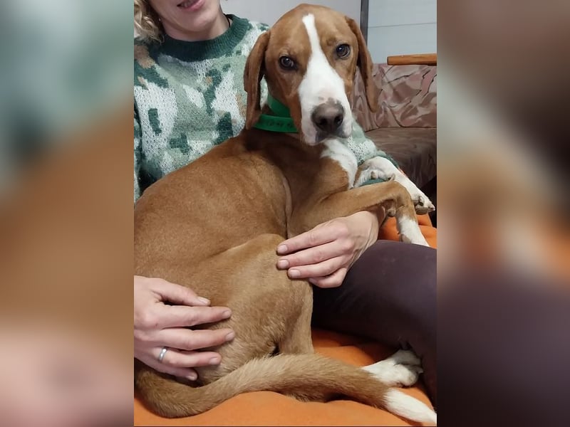 Freddy - ein aktiver und kluger Begleiter ❤️ Bereits auf PS in 58452 Witten, DE!