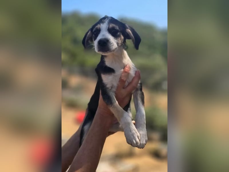 Stella – bereit dein Herz zu erobern