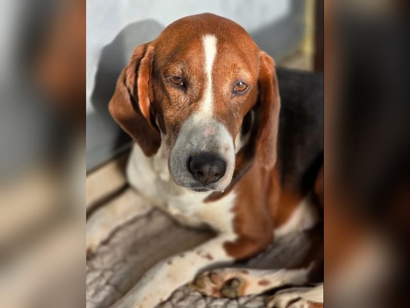 Tilly Jagdhund Mix mit großem Herz ❤️