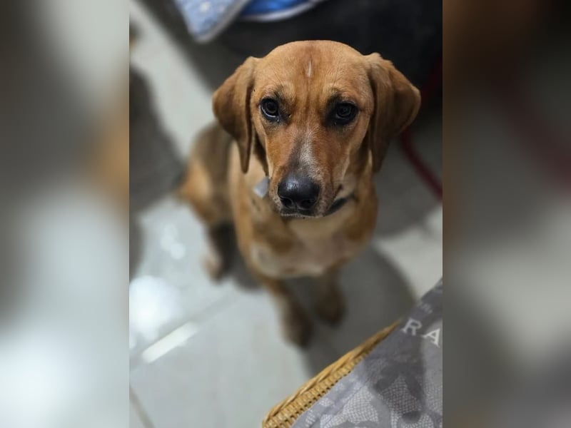 Teela – neugierige, soziale und freundliche Hündin 