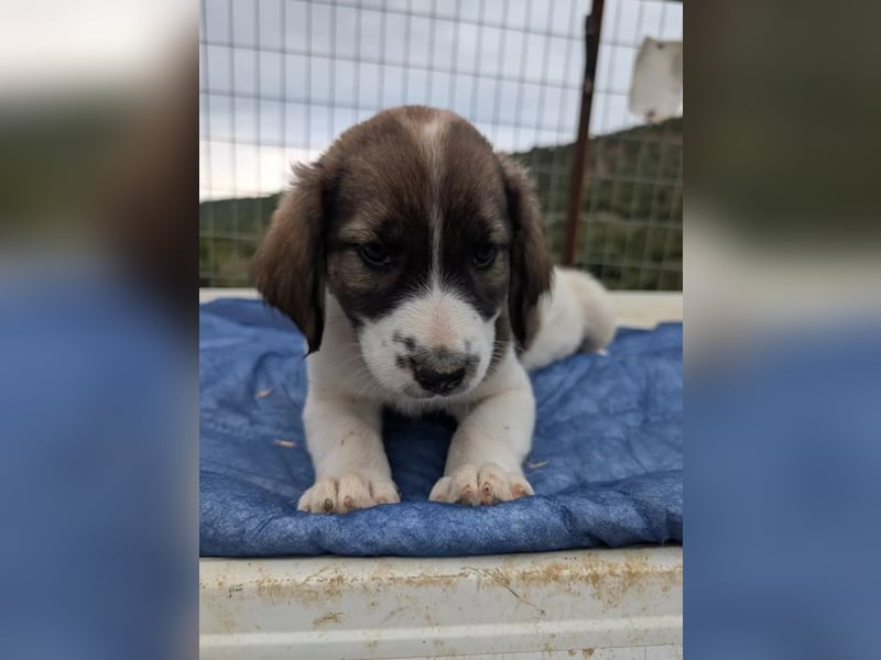 Querida – kleiner Liebling auf der Suche nach einem tollen Zuhause! ❤️