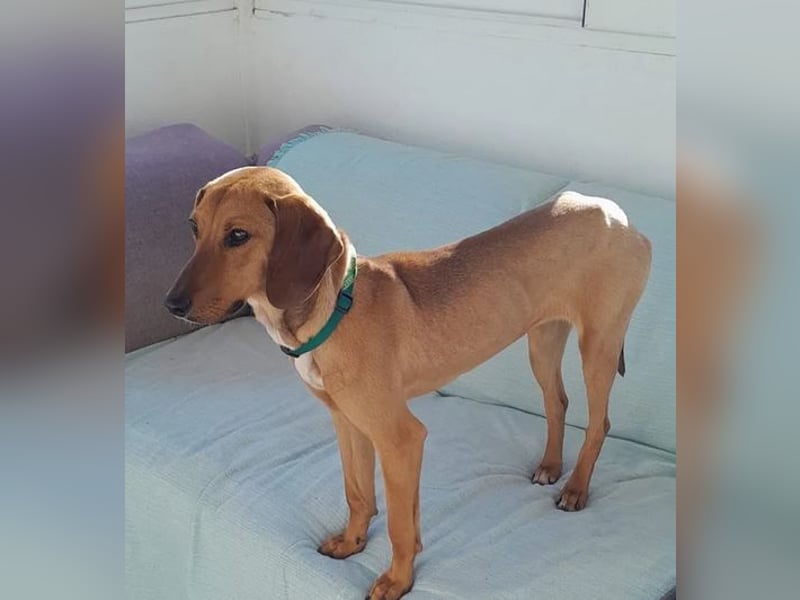 Missy – loyale Partnerin sucht ihre Lieblingsmenschen 