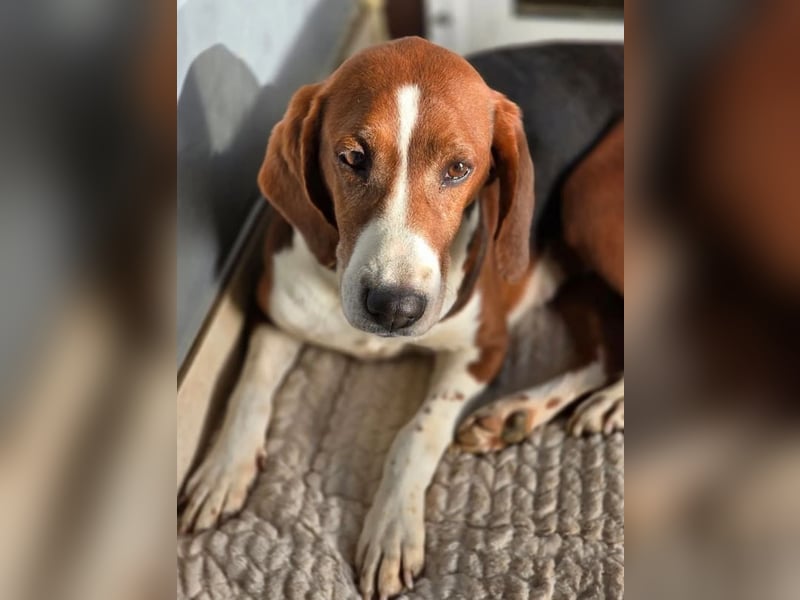 Tilly Jagdhund Mix mit großem Herz ❤️