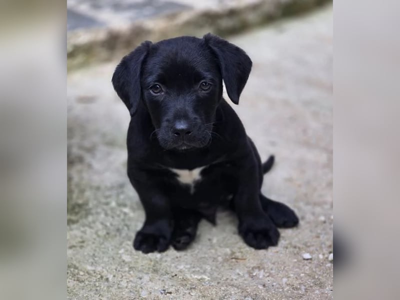 Colin – fröhlicher kleiner Hundejunge 