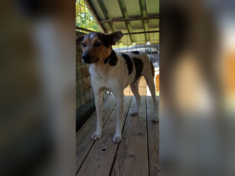 Spike  (Santuhalm-Shelter Rumänien)