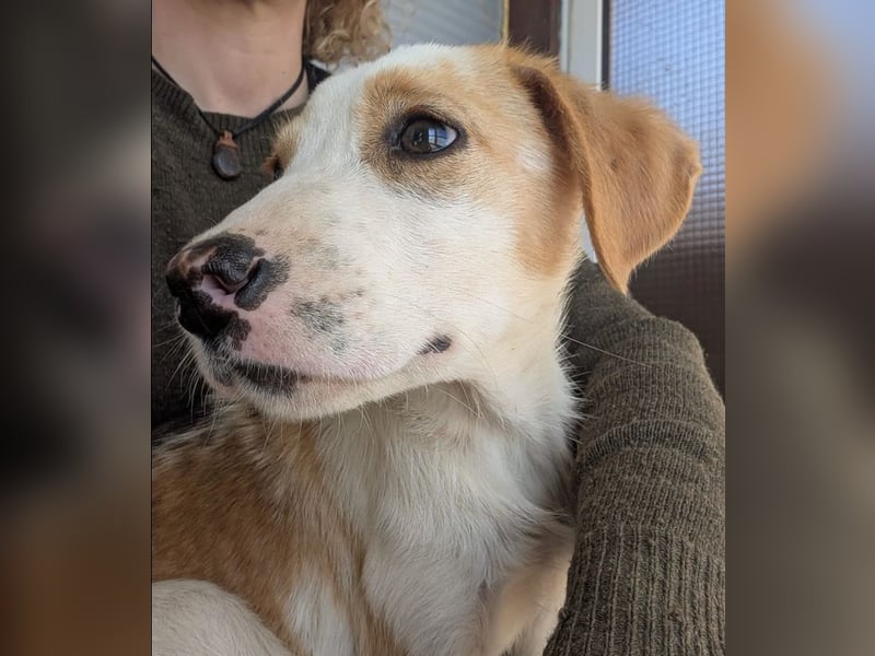 Fanni – kleines Mädchen auf der Suche nach Liebe 