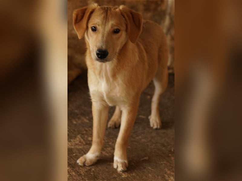 Boston, geb. ca. 07/2023, lebt in GRIECHENLAND, auf einer privaten Pflegestelle