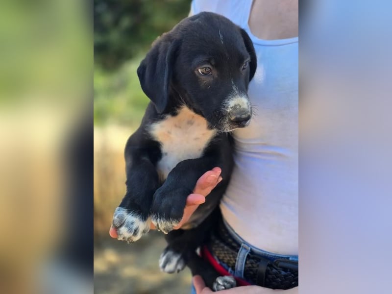 Aleko – ein kleiner Kerl mit großen Plänen ❤️