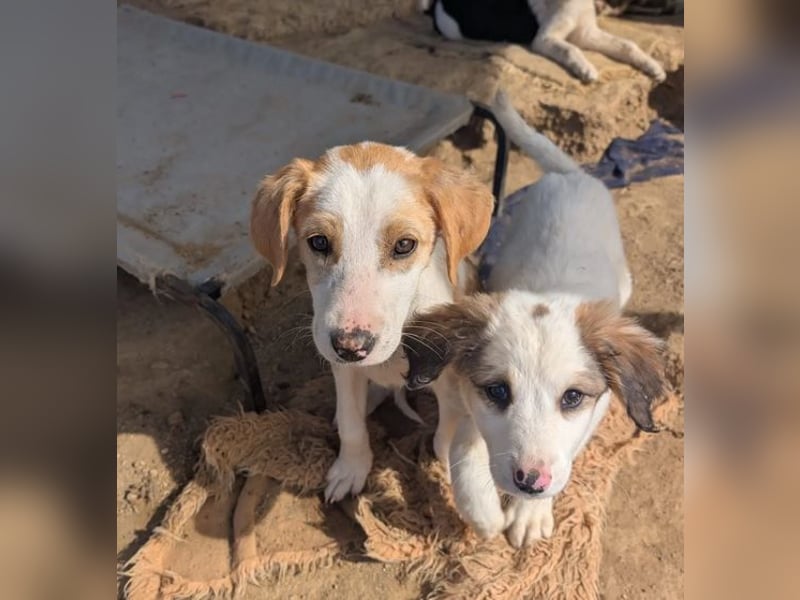 Fanni – kleines Mädchen auf der Suche nach Liebe 