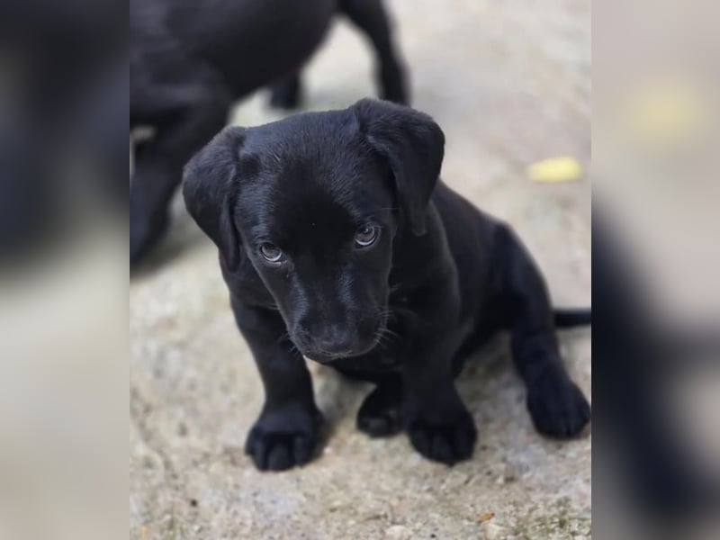 Colin – fröhlicher kleiner Hundejunge 