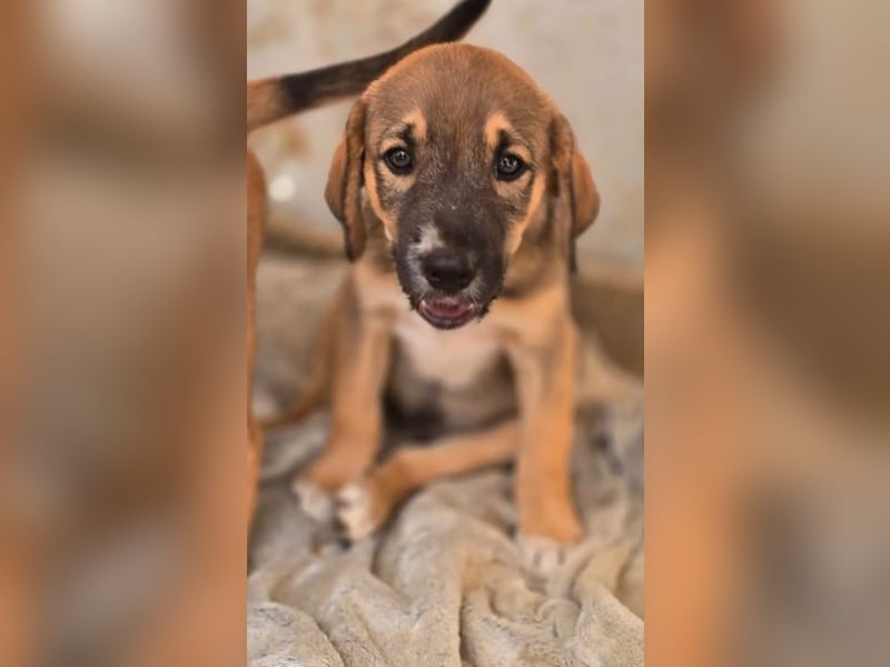 Quintus – charmanter Hundejunge 