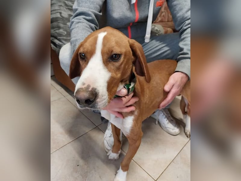 Freddy - ein aktiver und kluger Begleiter ❤️ Bereits auf PS in 58452 Witten, DE!