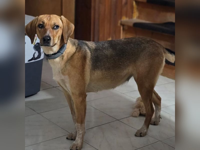 Teela – neugierige, soziale und freundliche Hündin 