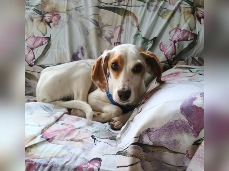 Cloe – zarte Jagdhund Mischlingshündin  Bereits auf PS in DE!