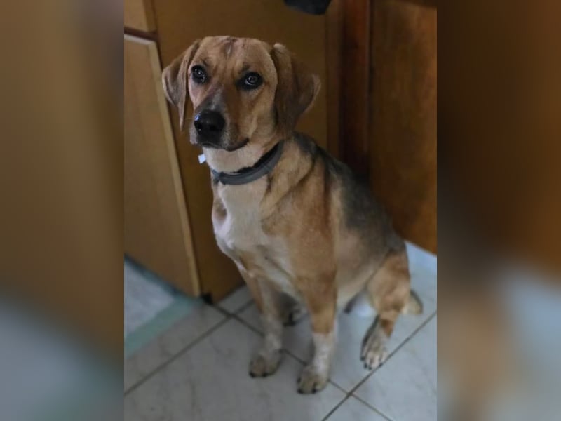 Teela – neugierige, soziale und freundliche Hündin 