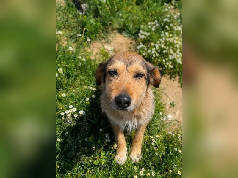 Tilda – ruhig und freundlich ❤️ Bereits auf PS in 58452 Witten!