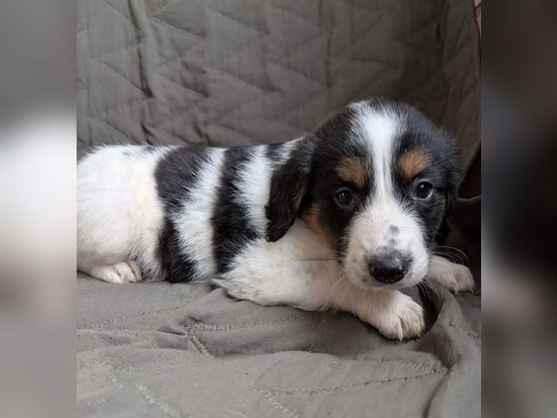 Franz – ein junger Rüde am Beginn seines Weges 