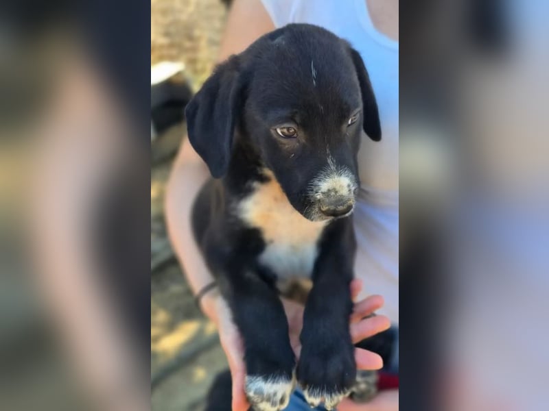 Aleko – ein kleiner Kerl mit großen Plänen ❤️