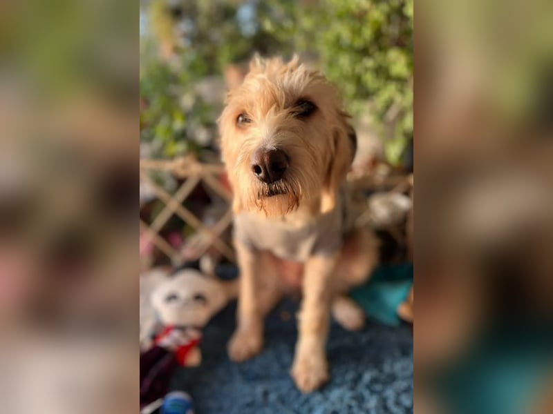 Anni - freundliches Wuschelmädchen 