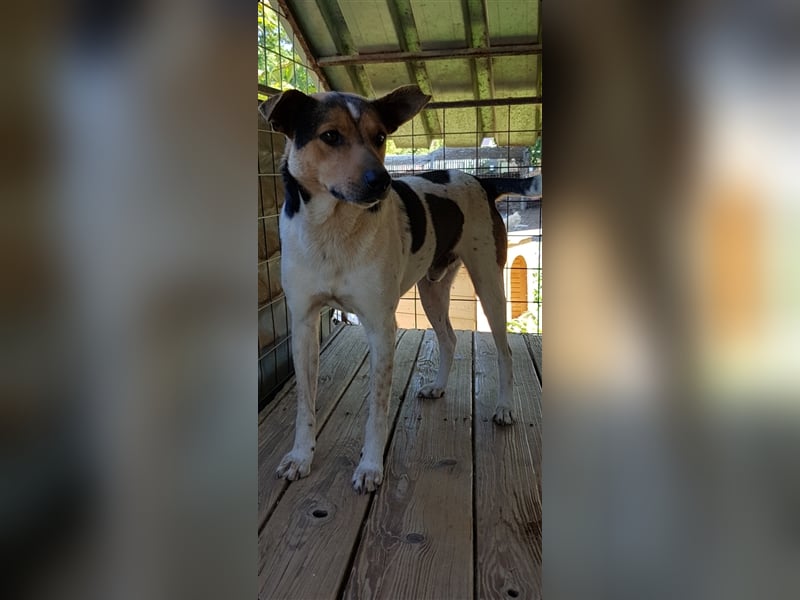 Spike  (Santuhalm-Shelter Rumänien)